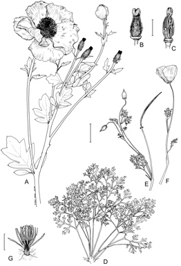 APII jpeg image of Eschscholzia californica,<br/>Romneya coulteri  © contact APII