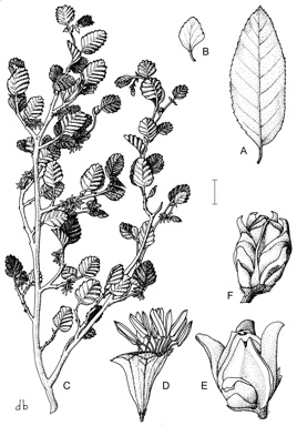 APII jpeg image of Nothofagus moorei,<br/>Nothofagus cunninghamii,<br/>Nothofagus gunnii  © contact APII