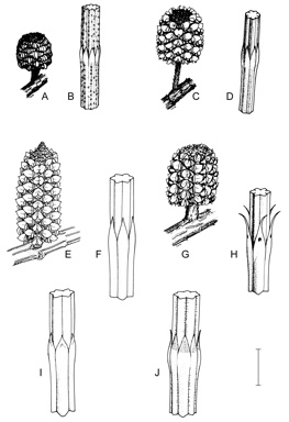 APII jpeg image of Allocasuarina thalassoscopica,<br/>Allocasuarina media,<br/>Allocasuarina inophloia,<br/>Allocasuarina filidens,<br/>Allocasuarina littoralis,<br/>Allocasuarina emuina  © contact APII