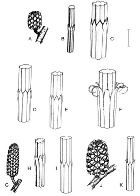 APII jpeg image of Allocasuarina lehmanniana subsp. ecarinata,<br/>Allocasuarina monilifera,<br/>Allocasuarina paradoxa,<br/>Allocasuarina lehmanniana subsp. lehmanniana,<br/>Allocasuarina zephyrea,<br/>Allocasuarina crassa  © contact APII