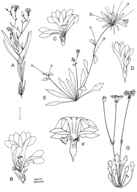 APII jpeg image of Goodenia pinnatifida,<br/>Goodenia ochracea,<br/>Goodenia gibbosa  © contact APII