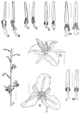 APII jpeg image of Dichopogon strictus,<br/>Dichopogon preissii,<br/>Dichopogon fimbriatus,<br/>Dichopogon capillipes,<br/>Dichopogon tyleri  © contact APII