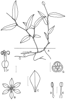 APII jpeg image of Schelhammera undulata  © contact APII