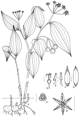 APII jpeg image of Kuntheria pedunculata  © contact APII