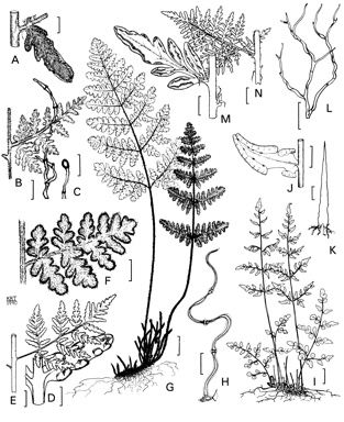 APII jpeg image of Cheilanthes distans,<br/>Cheilanthes sieberi subsp. pseudovellea,<br/>Cheilanthes austrotenuifolia,<br/>Cheilanthes lasiophylla,<br/>Cheilanthes sieberi subsp. sieberi,<br/>Cheilanthes brownii,<br/>Cheilanthes adiantoides  © contact APII