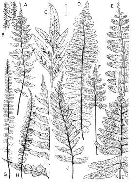 APII jpeg image of Asplenium tenerum,<br/>Asplenium parvum,<br/>Asplenium obtusatum subsp. northlandicum,<br/>Asplenium unilaterale,<br/>Asplenium wildii,<br/>Asplenium polyodon,<br/>Asplenium pellucidum,<br/>Asplenium excisum,<br/>Asplenium normale,<br/>Asplenium trichomanes  © contact APII