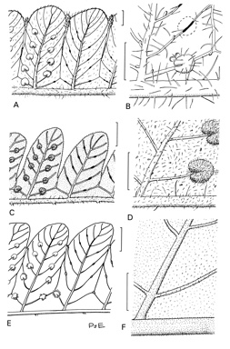 APII jpeg image of Christella subpubescens,<br/>Christella hispidula,<br/>Christella arida  © contact APII