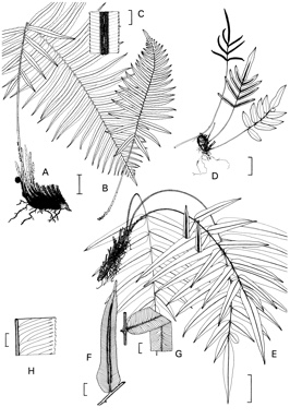 APII jpeg image of Blechnum cartilagineum,<br/>Blechnum ambiguum,<br/>Blechnum gregsonii  © contact APII