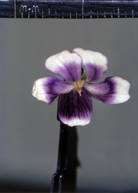 APII jpeg image of Viola hederacea  © contact APII