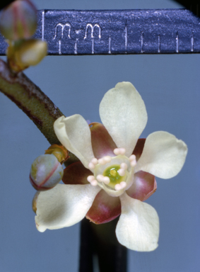 APII jpeg image of Macarthuria australis  © contact APII