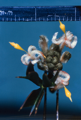 APII jpeg image of Petrophile biloba  © contact APII