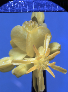 APII jpeg image of Glischrocaryon aureum  © contact APII