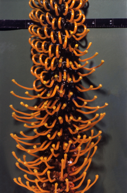 APII jpeg image of Grevillea pteridifolia  © contact APII