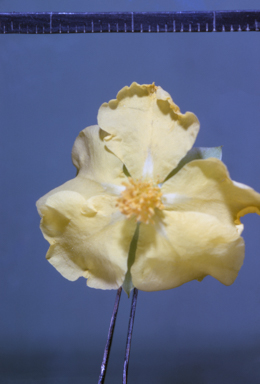 APII jpeg image of Hibbertia glaberrima  © contact APII