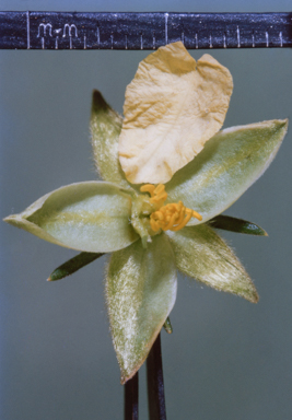 APII jpeg image of Hibbertia  © contact APII