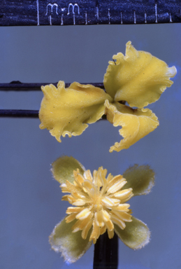 APII jpeg image of Petalostigma quadriloculare  © contact APII