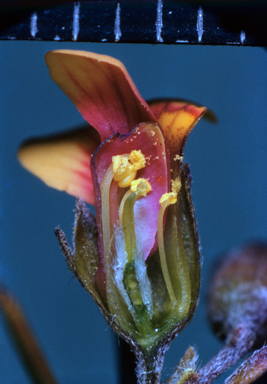 APII jpeg image of Dillwynia juniperina  © contact APII