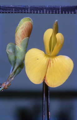 APII jpeg image of Bossiaea bossiaeoides  © contact APII