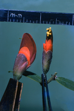 APII jpeg image of Bossiaea carinalis  © contact APII