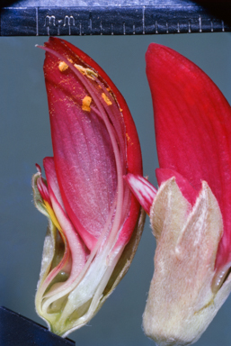 APII jpeg image of Gastrolobium celsianum  © contact APII