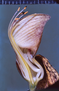 APII jpeg image of Sesbania benthamiana  © contact APII