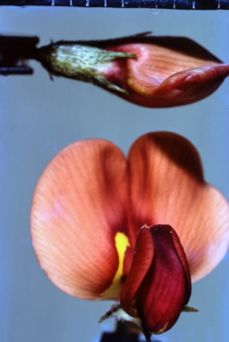 APII jpeg image of Swainsona procumbens  © contact APII