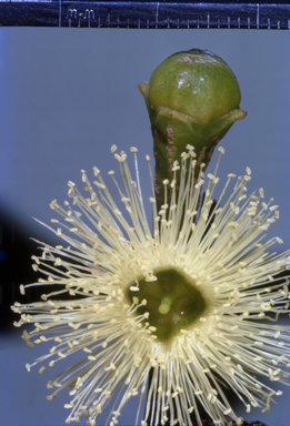 APII jpeg image of Eucalyptus tetrodonta  © contact APII