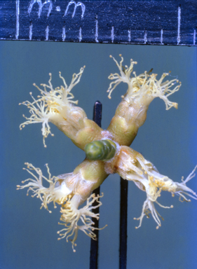 APII jpeg image of Melaleuca foliolosa  © contact APII