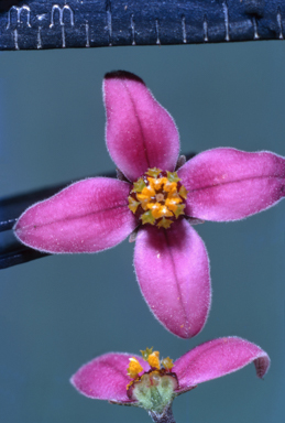 APII jpeg image of Epacris petrophila  © contact APII