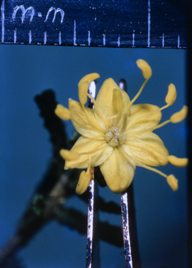 APII jpeg image of Phebalium glandulosum  © contact APII