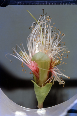 APII jpeg image of Nymphoides geminata  © contact APII