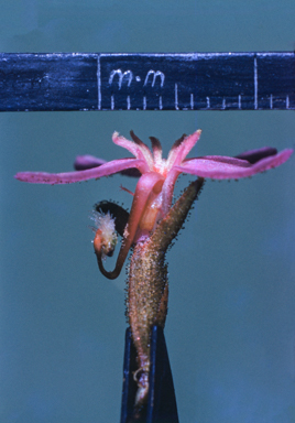 APII jpeg image of Logania  © contact APII