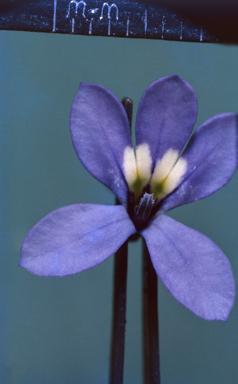 APII jpeg image of Lobelia stenophylla  © contact APII