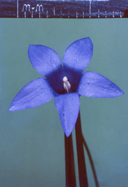 APII jpeg image of Wahlenbergia gracilis  © contact APII