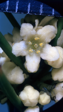 APII jpeg image of Stylidium schizanthum  © contact APII