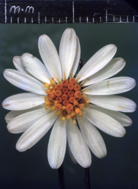 APII jpeg image of Levenhookia chippendalei  © contact APII