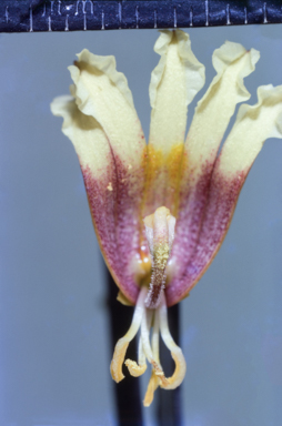 APII jpeg image of Craspedia variabilis  © contact APII