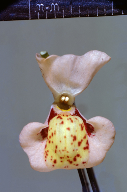 APII jpeg image of Eremophila  © contact APII