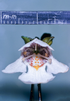 APII jpeg image of Prostanthera  © contact APII