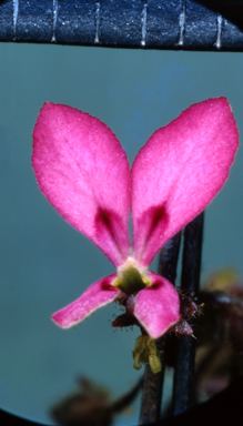 APII jpeg image of Stylidium floodii  © contact APII