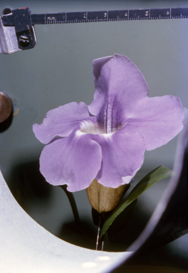 APII jpeg image of Newcastelia cladotricha  © contact APII