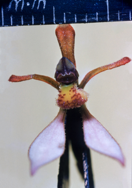 APII jpeg image of Cartonema  © contact APII