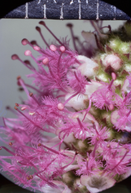 APII jpeg image of Pogostemon stellatus  © contact APII