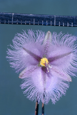 APII jpeg image of Tricoryne elatior  © contact APII