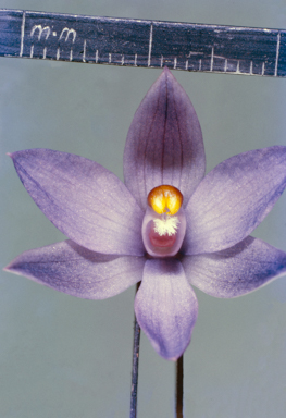 APII jpeg image of Thelymitra aristata  © contact APII