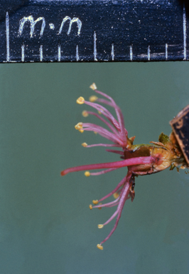 APII jpeg image of Kunzea capitata  © contact APII