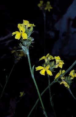 APII jpeg image of Goodenia glomerata  © contact APII