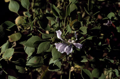 APII jpeg image of Goodenia grandiflora  © contact APII