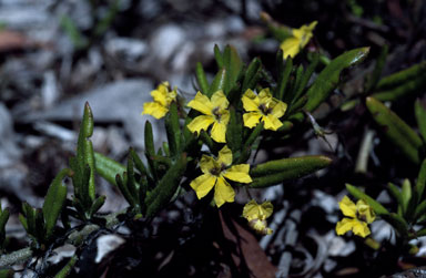 APII jpeg image of Goodenia heterophylla subsp. montana  © contact APII