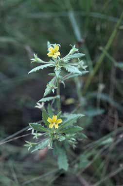 APII jpeg image of Goodenia neglecta  © contact APII